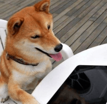 怎么教狗狗笑起来 32f5e672a65d4942aedf9d1668e69357.png