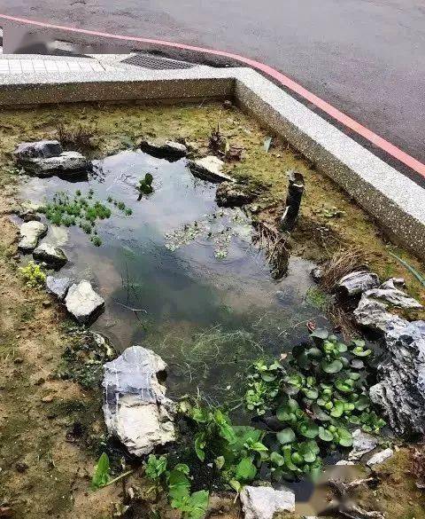 折腾| 3米花坛改造生态鱼池,没有过滤只需补水,景色超级迷人!