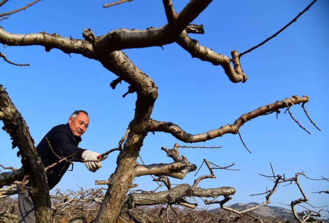 月 日,水泉镇东朱庄村农民马士龙在修剪桃树.