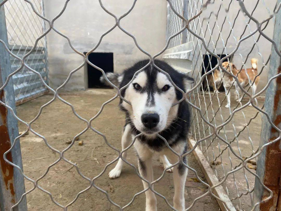 中国流浪犬收容所 f713554a45e440a6a5a6126277b7c4c5.jpeg