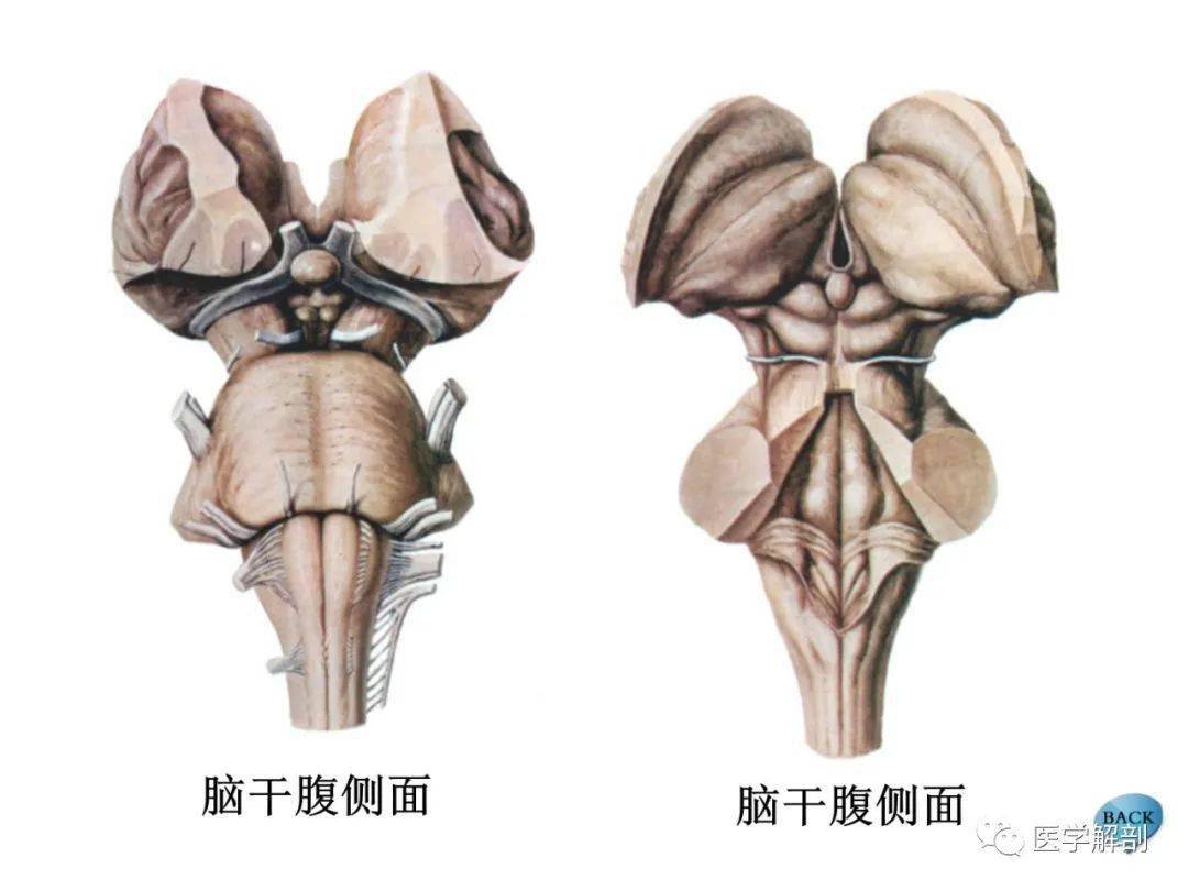 脑干内部超详细结构不要错过