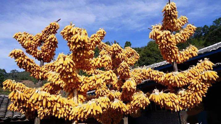 玉米树点缀村寨永仁这个遍地金黄的小山村太美啦