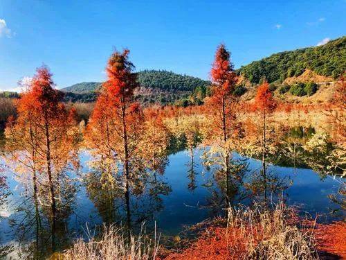 离昆明市区仅数十公里甸尾村的红色水杉林是初冬时节小众美景