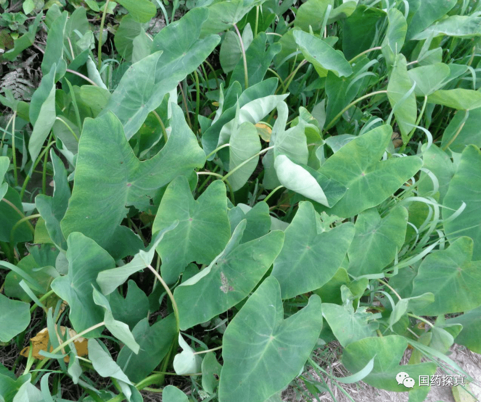 白附子与其类似的植物图鉴