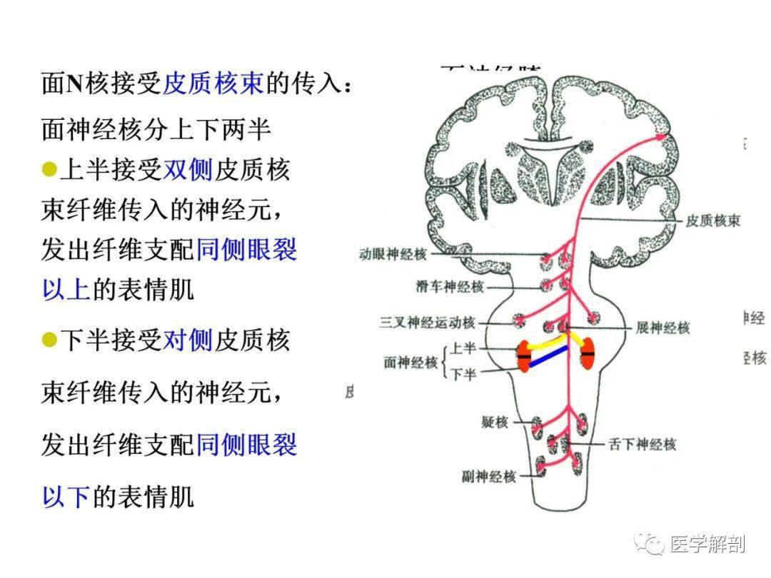 脑干内部超详细结构不要错过