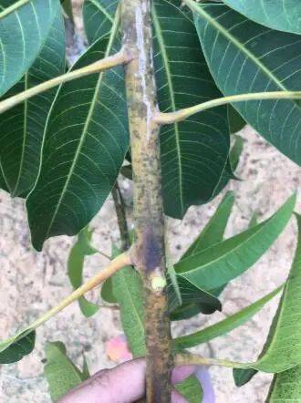 芒果树茎秆黑乎乎的,是什么病?