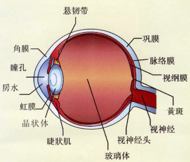 【眼底】可能大多数人真的分不清这两种"眼出血!_手机搜狐网