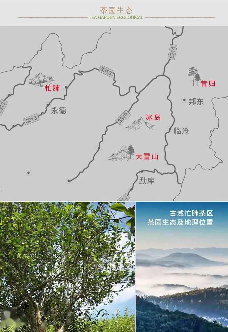 临沧四小龙 忙肺茶,香天下
