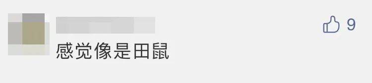 四子王旗|“嫦五”回家，没想到第一个找到的竟然是它？