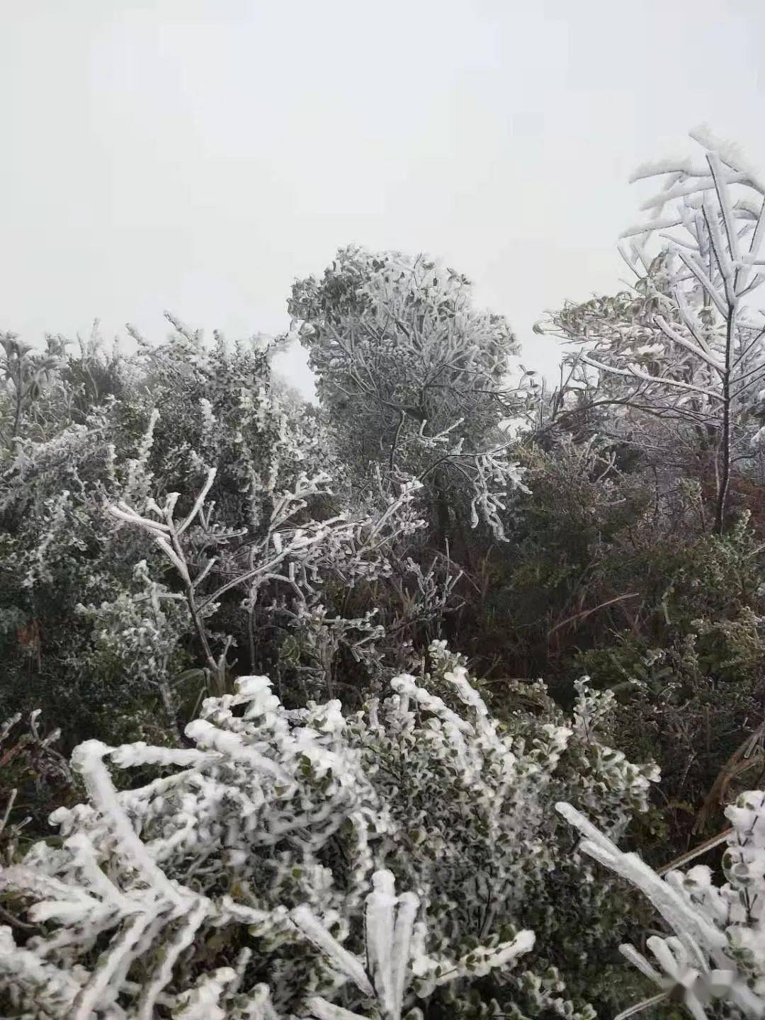 宁都真的下雪了,美爆了!内附大量照片!_莲花山