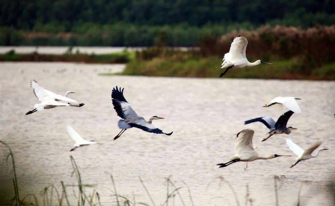 望江公园的鸟是什么鸟 e163338cd174430399d36f2ef0782bb2.jpeg