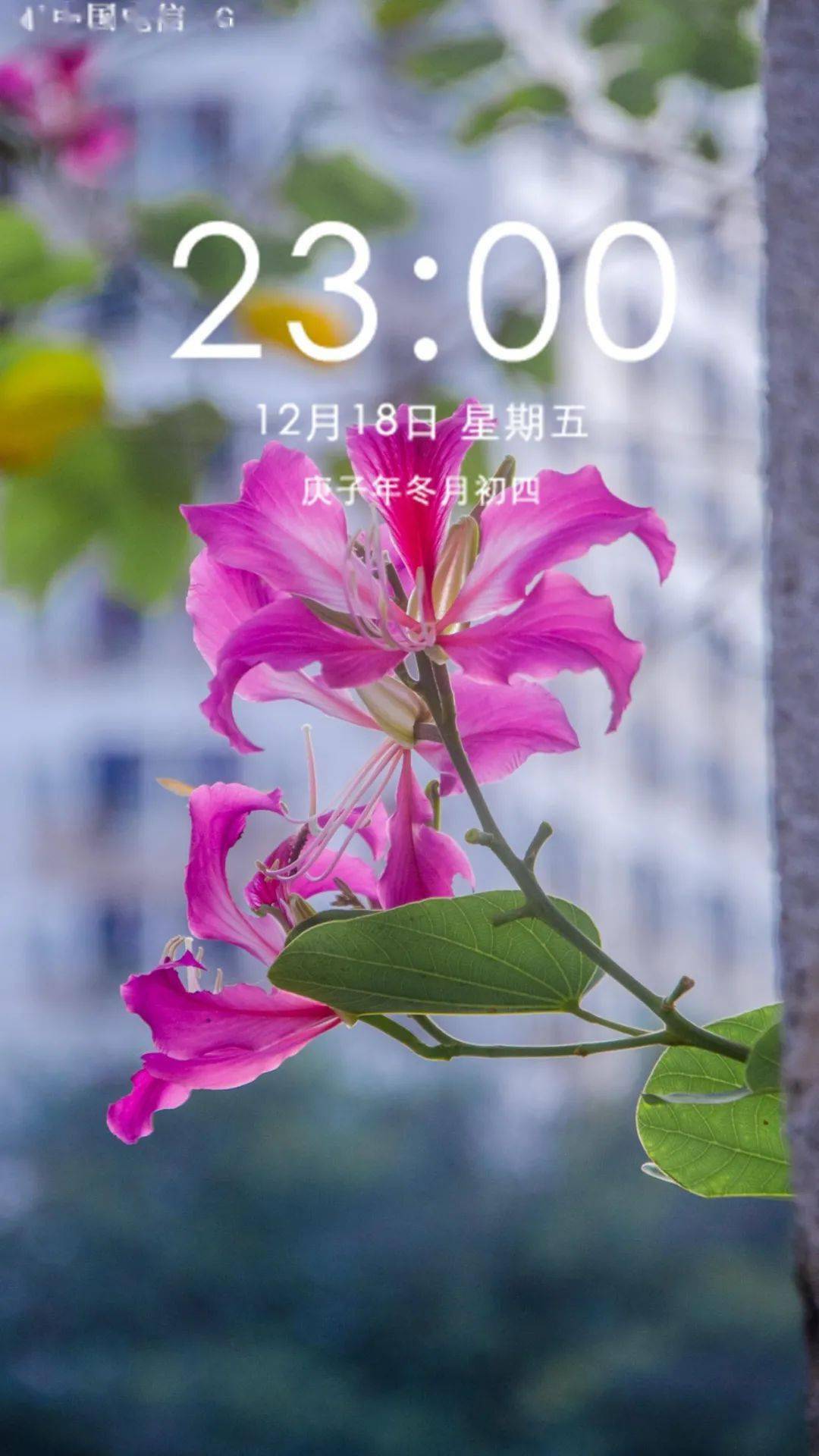 人在邑大丨当邑大的冬遇上紫荆花开,这套手机壁纸收揽