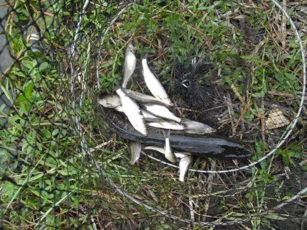 草滩里藏鱼多戳戳点点钓王八