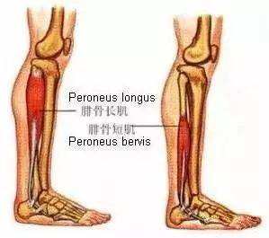 从脚踝外侧,肌腱延伸到脚底,连接到足弓内侧的两个地方.