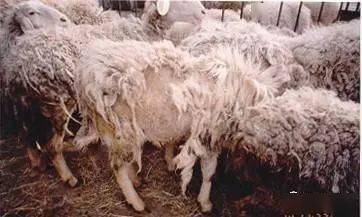 羊的疥癣病俗称"生癞",是由疥螨寄生在羊皮肤表面或者皮内所引起的