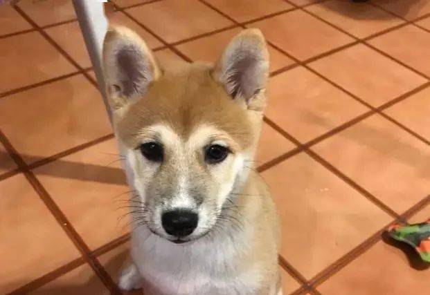 柴犬长出"猴脸",吓坏主人,网友说:这是新品种_手机搜狐网