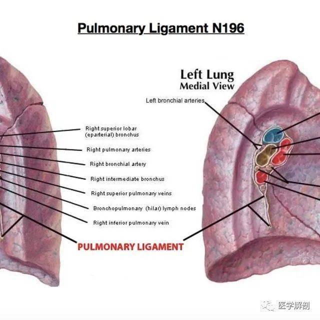 胸膜解剖详解_手机搜狐网