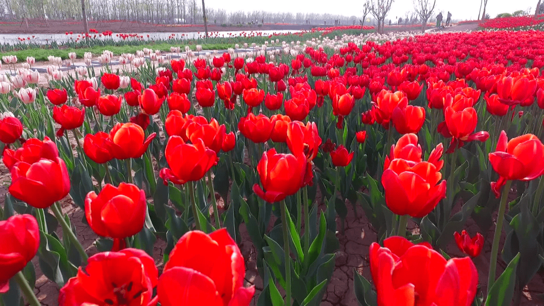 封丘gdp_封丘卷尖图片(3)