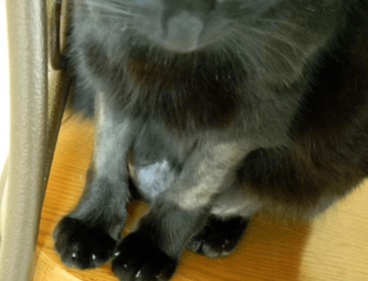 92ea0d7bcbfa4967a7bd3fdca27c94a1.png