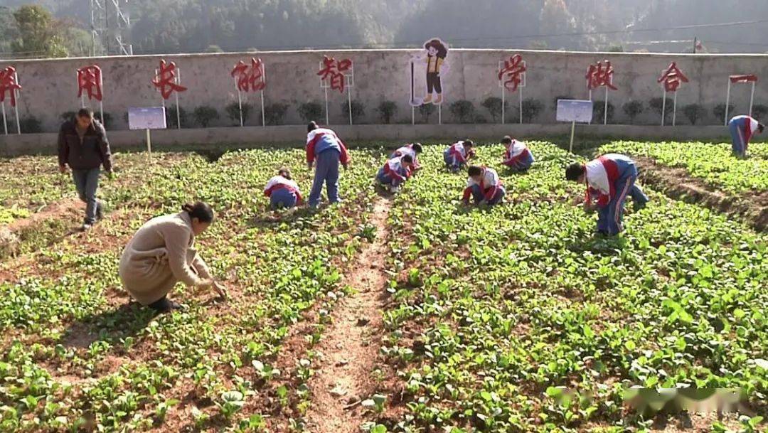 歙县融媒体北岸学校校园种植基地让学生体验劳动之美