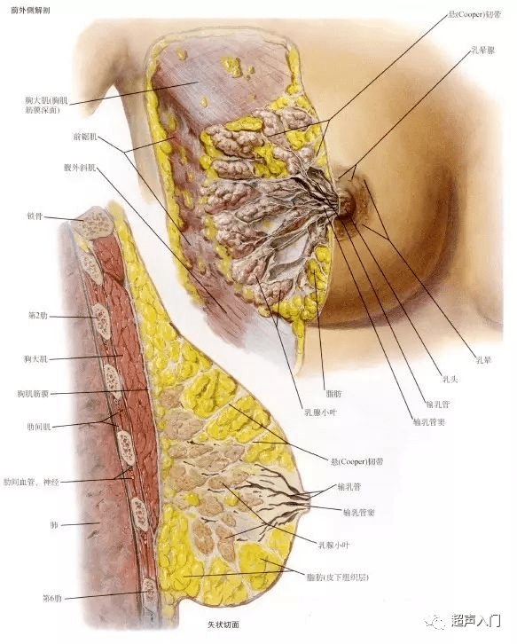 乳腺解剖01超声入门