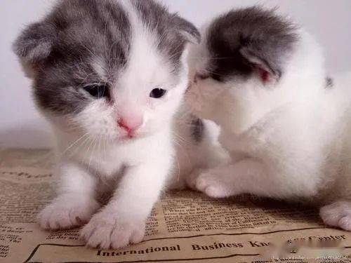 猫猫养多久才能认主人?