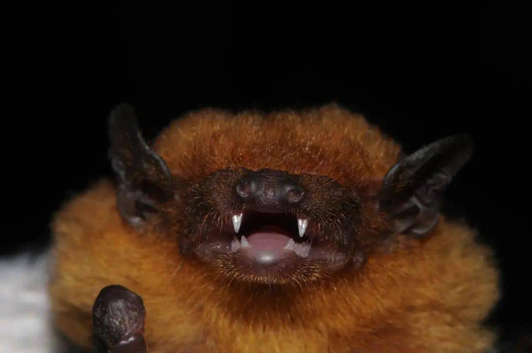 在广州 ,有哪些常见的蝙蝠种类呢? 蝙蝠都住在山洞里面吗?
