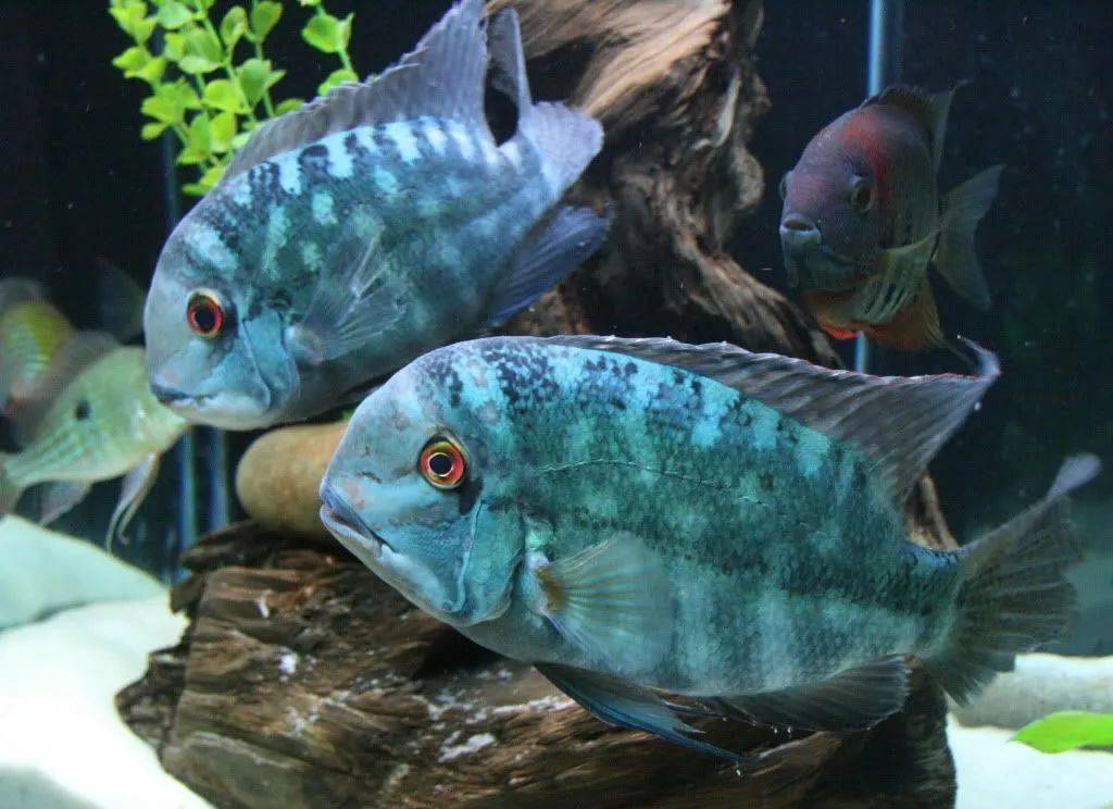 中南美洲慈鲷图鉴合集centralsouthamericancichlid