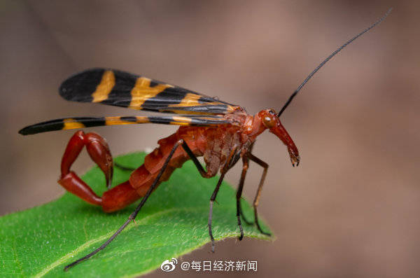 昆虫学|跳蚤“认祖归宗”地位“下降”：跳蚤的祖先找到了，不吸血！