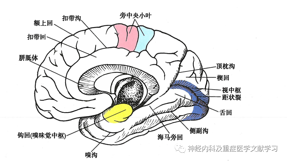 hemisphere)的表面由大脑皮质所覆盖,在脑表面形成脑沟和脑回,内部为