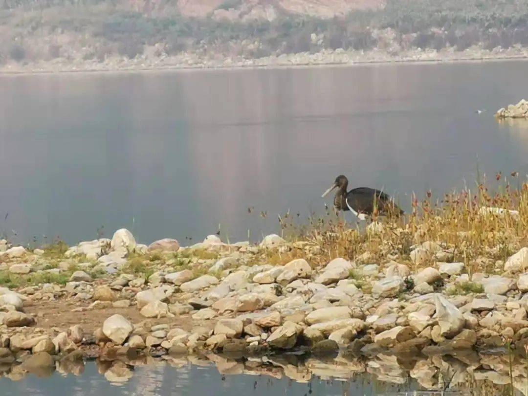 西峪水库设立观测点加强鸟类保护 ​