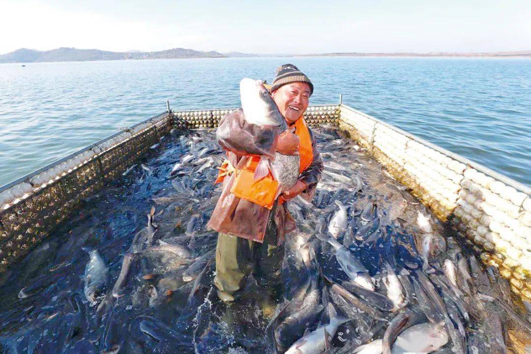 "日照水库桃花鱼"泛指日照水库的野生鱼类,当天捕捞的主要是花鲢鱼