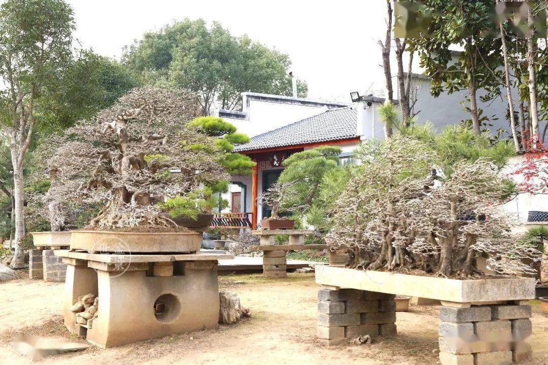 张志刚:松石造景 风骨传神—将高雅融入生活