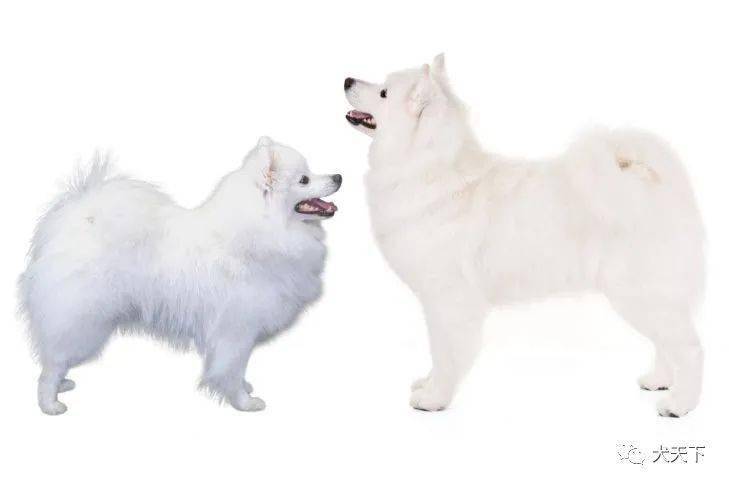两个相似但不同的品种美国爱斯基摩犬和萨摩耶犬