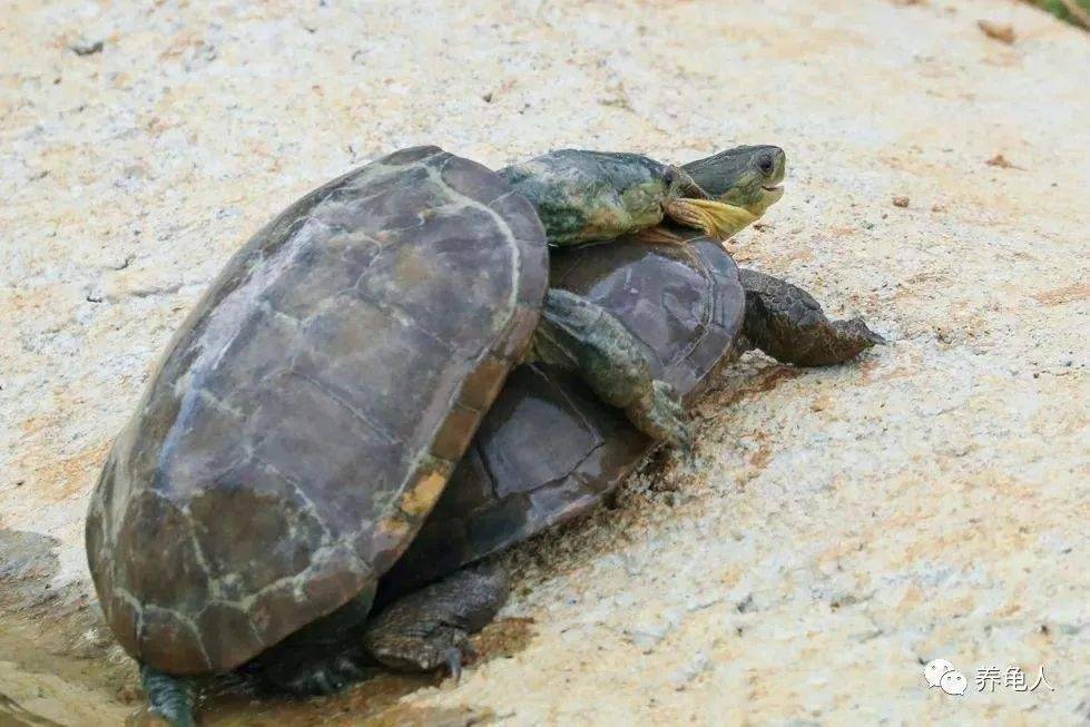 乌龟怎么分公母 96b61cdbc52e4092801b265b50fab38e.jpeg