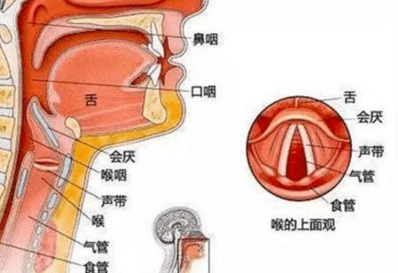 人体的食管和气管开口是并列在舌根后下方的,食管在后,气管在前,好比