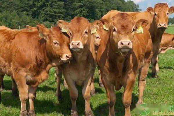 改良肉牛品种有哪些六大优质肉牛品种介绍