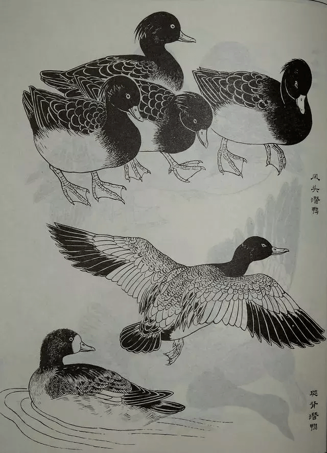 鸟类白描大全