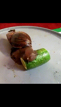 一只喜欢吃黄瓜的蜗牛,我是不是喂了一只假蜗牛