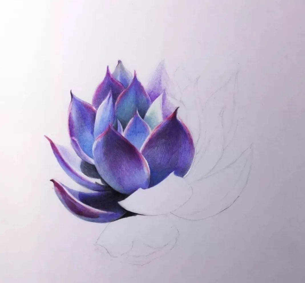 多肉怎么画简单又好画 a3b854c4891e44fb89d2cd71122e0123.jpeg