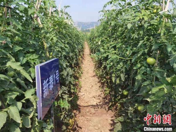 糯玉米种植技术和时间 8e10338f085a483293d993afb22600c1.jpeg