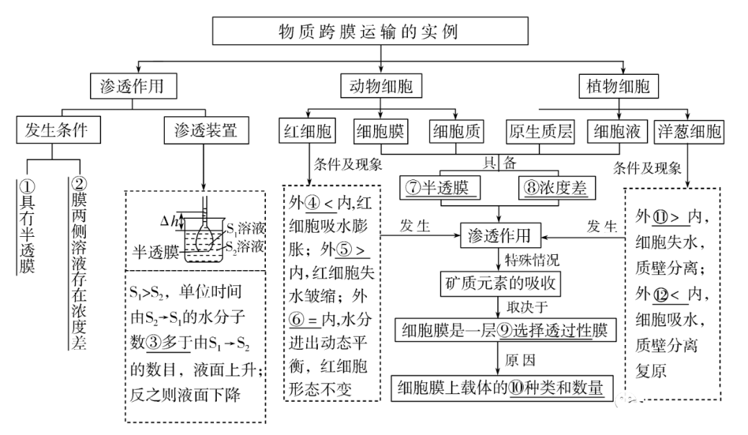 高考生物一轮复习分子与细胞思维导图专题汇总汇总