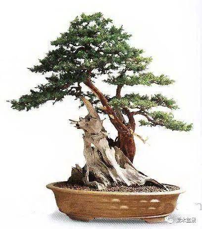 龙柏盆景的制作二