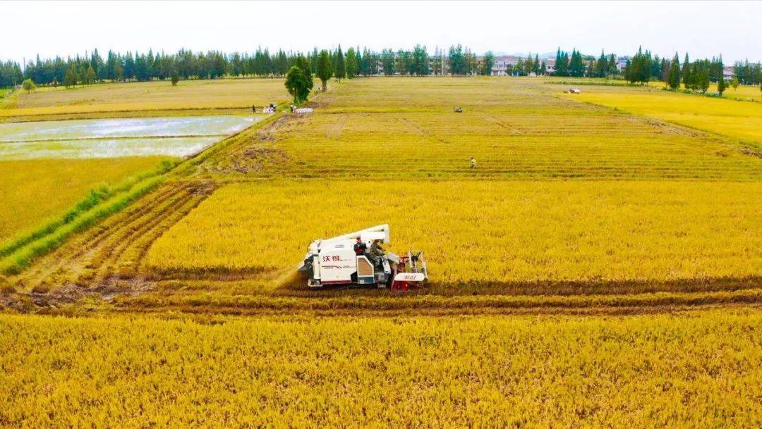 服务保障国家粮食安全为底线"实施优质粮食工程和现代种业提升工程
