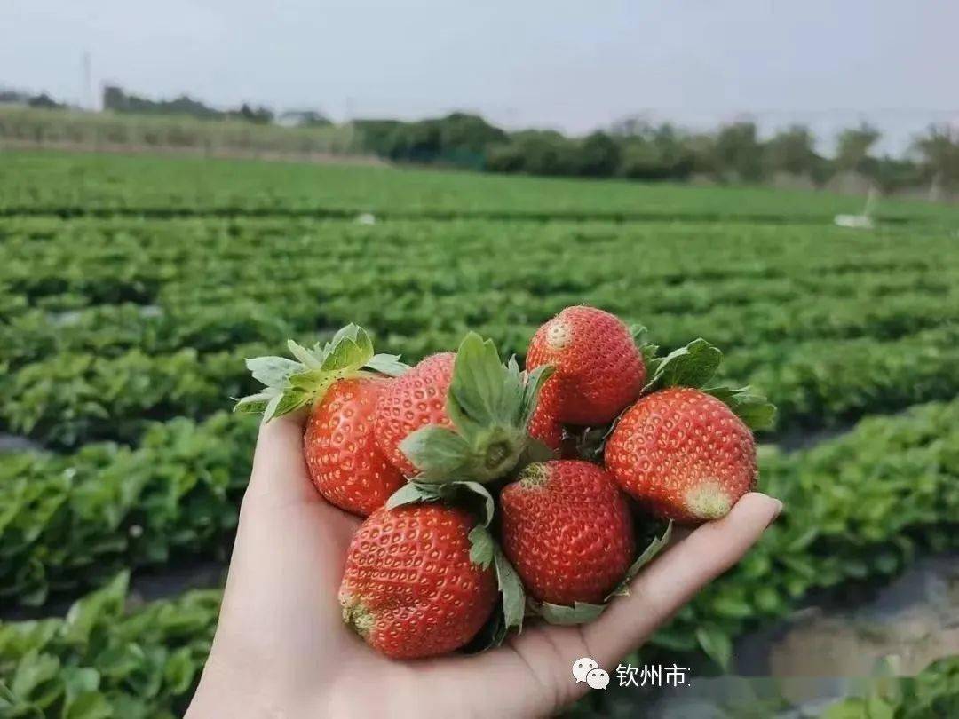 周末安排!北部湾花卉小镇赏花,摘草莓,窑鸡