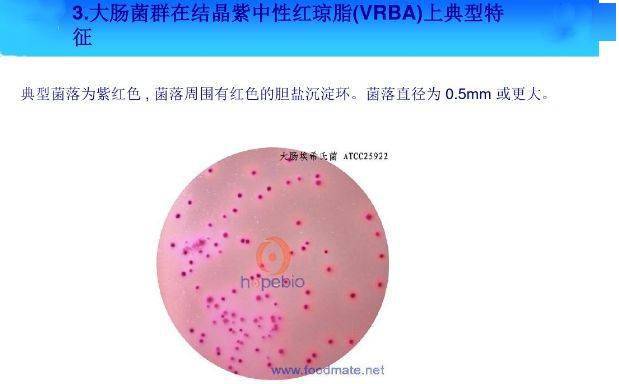 常见微生物菌落形态特征