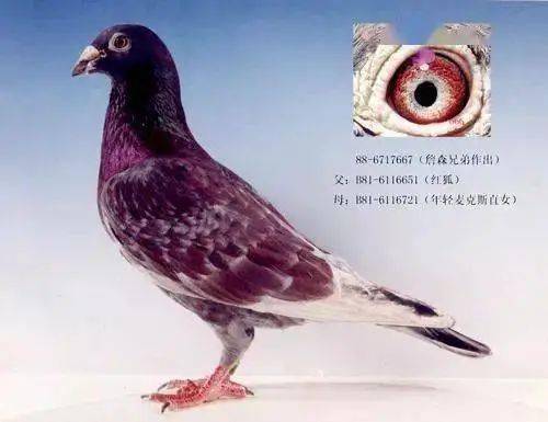 绛色鸽原来竟然这样配!