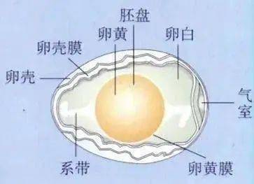 【1月1日】大讲堂鸟蛋篇!元旦说"蛋",解密隐藏在蛋类身后的生命密码!
