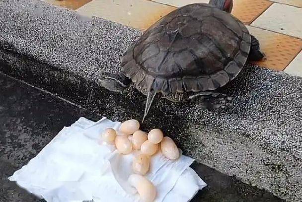 几年乌龟下蛋,主人想煎来吃,10分钟后,却傻了眼!