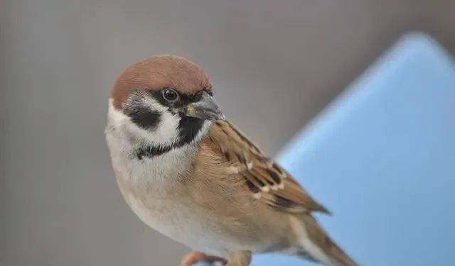 麻雀多少级保护动物 d9ea09dea44a4418b5eb6db8ec5e2905.jpeg